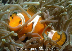 The ever popular false clown fish found off Tioman Island... by Grahame Massicks 